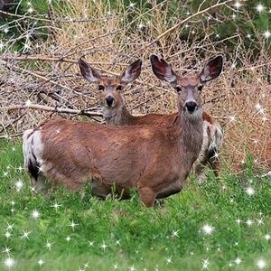 Meet your Posher, Sabrina